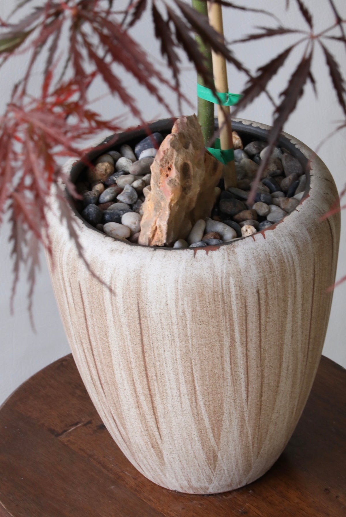 Velvet Canopy – Japanese Weeping Maple ‘Inaba Shidare’ 116cm x 106cm